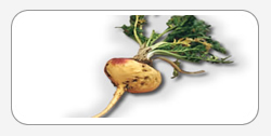 Maca