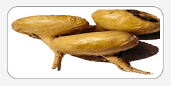 Maca